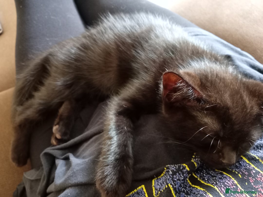 Ragdoll cats for sale: 1 Black Ragdoll Cross Kitten NO OTHER CATS/DOGS  - Image 2