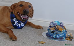 Mixed Breed dogs for sale: Reduced! Last little lady  - Image 4