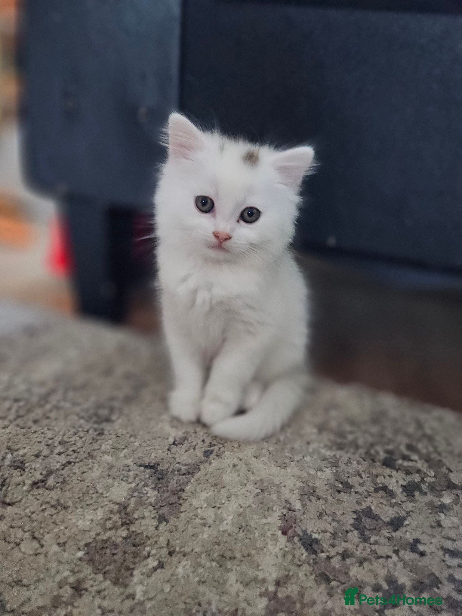 Turkish Angora cats Turkish Angora kittens  - Advert 2