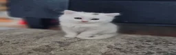 Turkish Angora cats for sale: Turkish Angora kittens  - Advert 2