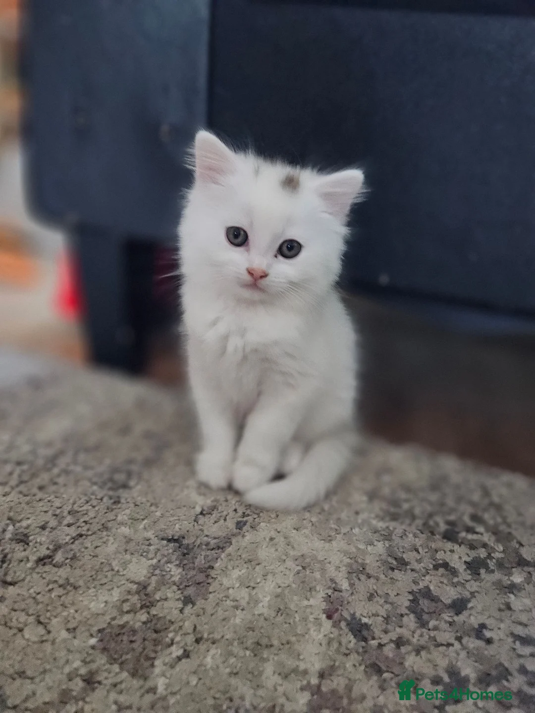 Turkish Angora cats for sale: Turkish Angora kittens  - Advert 2