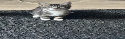 British Shorthair cats for sale: Kittens for sale  - Advert 7