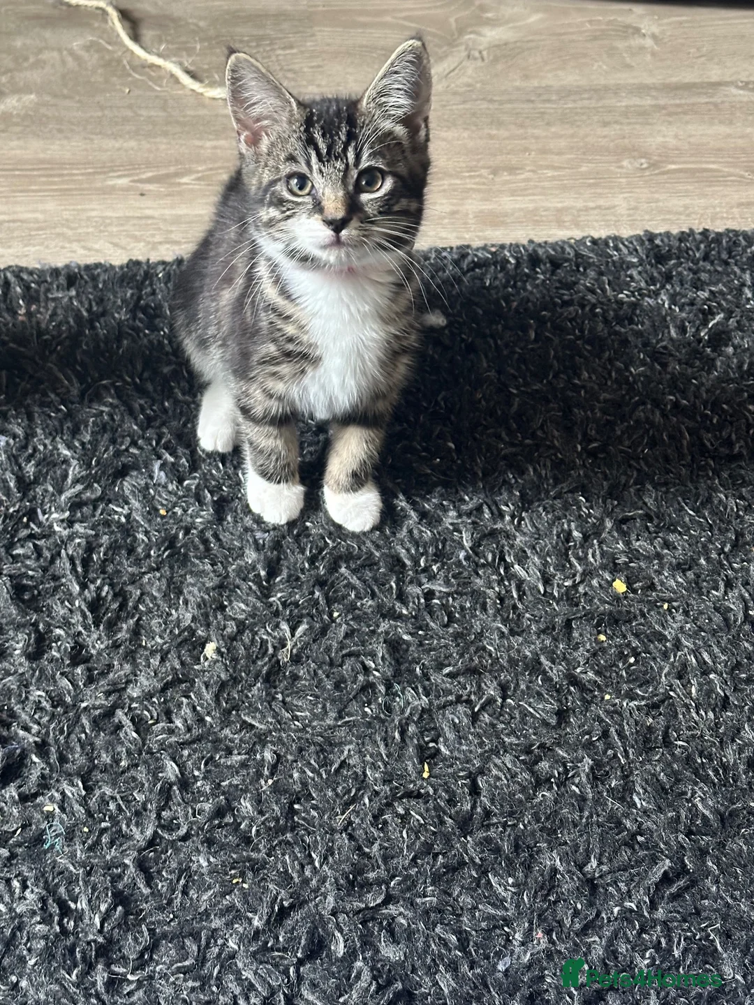 British Shorthair cats for sale: Kittens for sale  - Advert 7