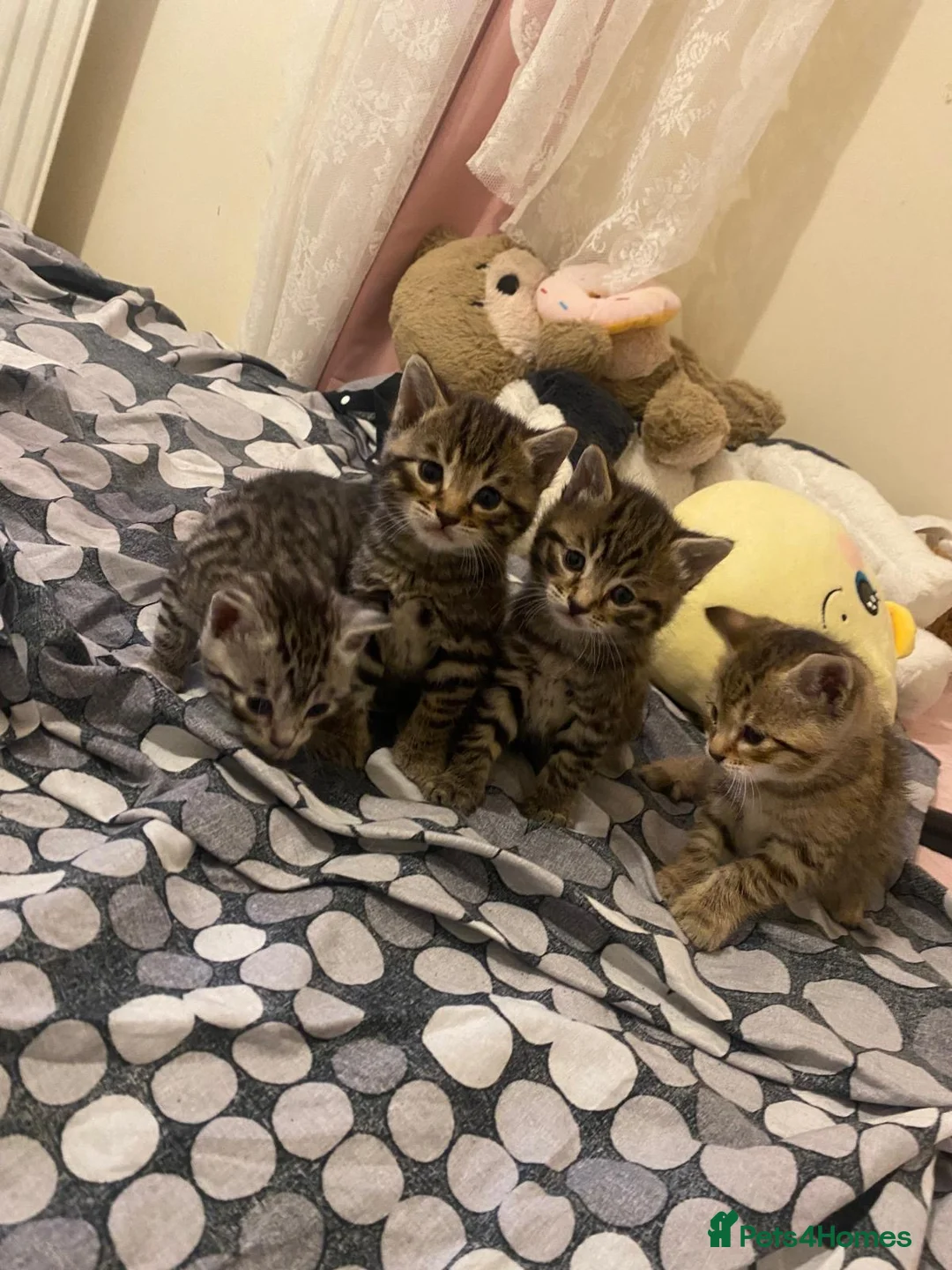 Mixed Breed cats for sale: 4 mixed breed kittens  - Advert 2