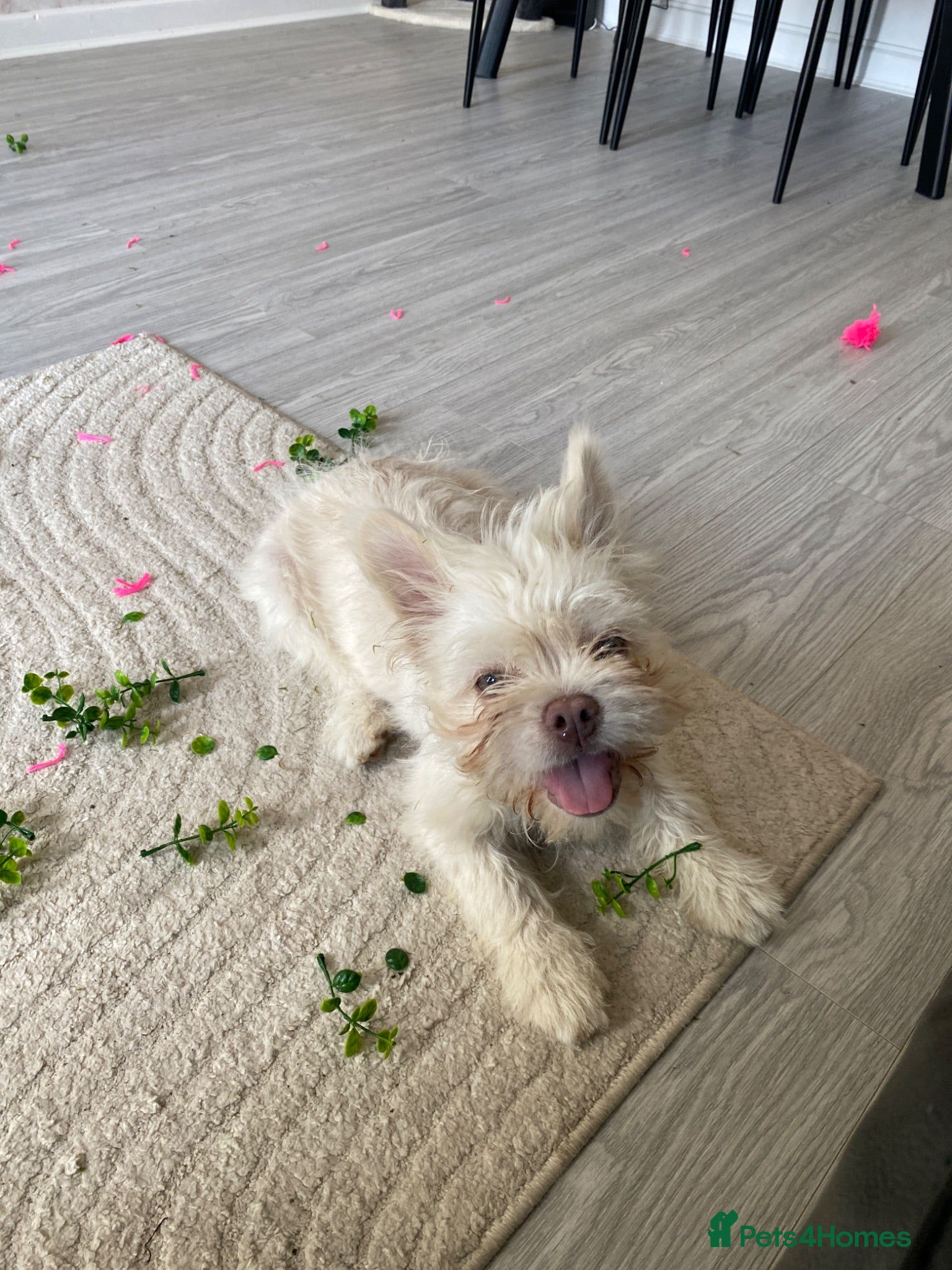 French Bulldog dogs Fluffy Frenchie open to offers no silly offers  - Advert 2
