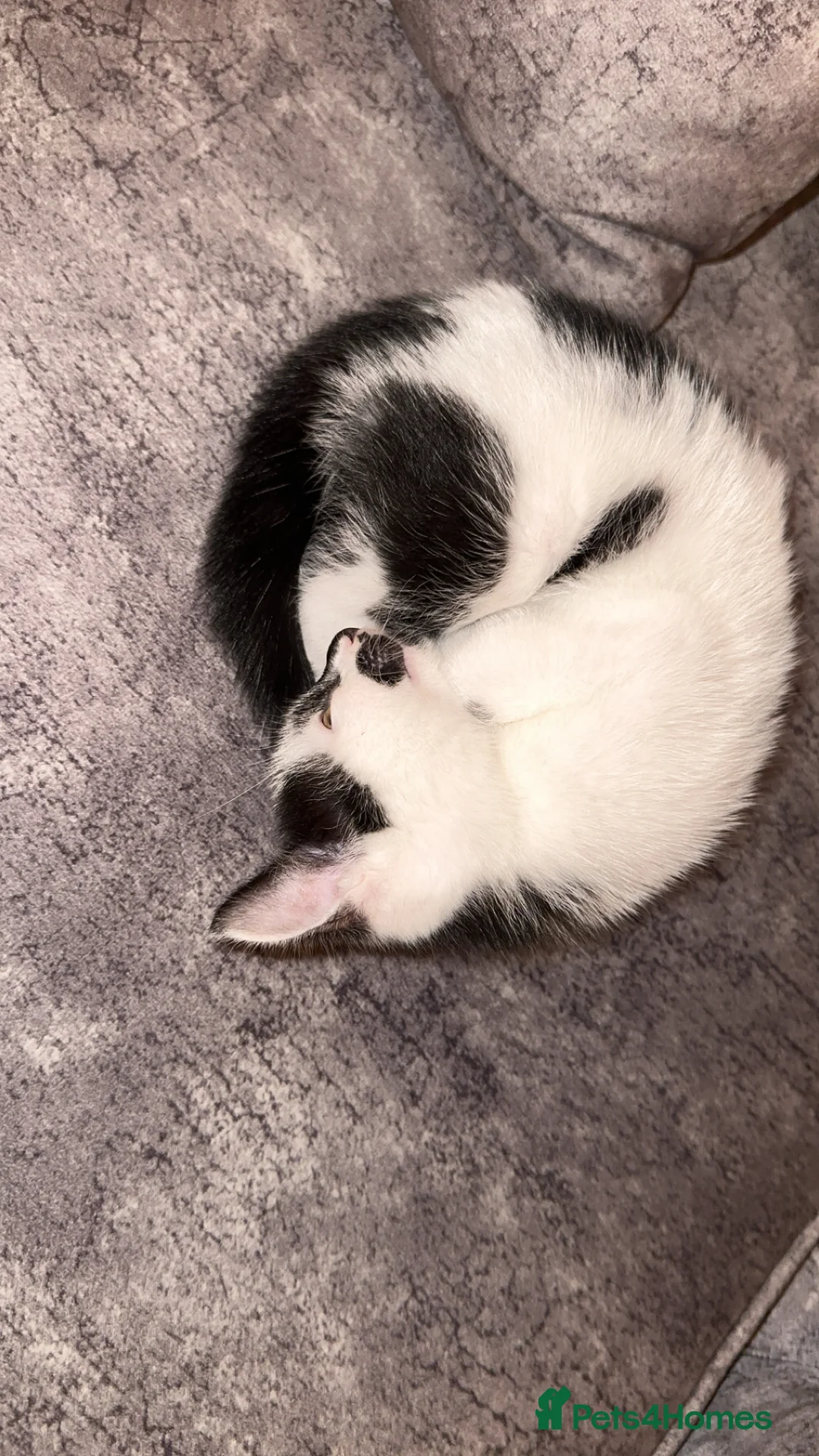 Domestic Shorthair cats for sale: Gorgeous tabby and British shorthair kitten - Advert 20