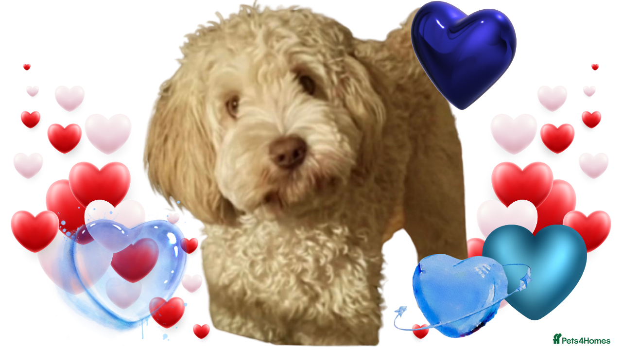 Australian Labradoodle dogs Handsome Proven Australian Labradoodle Stud 🌟 - Advert 14