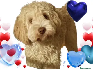 Australian Labradoodle dogs Handsome Proven Australian Labradoodle Stud 🌟 - Advert 14