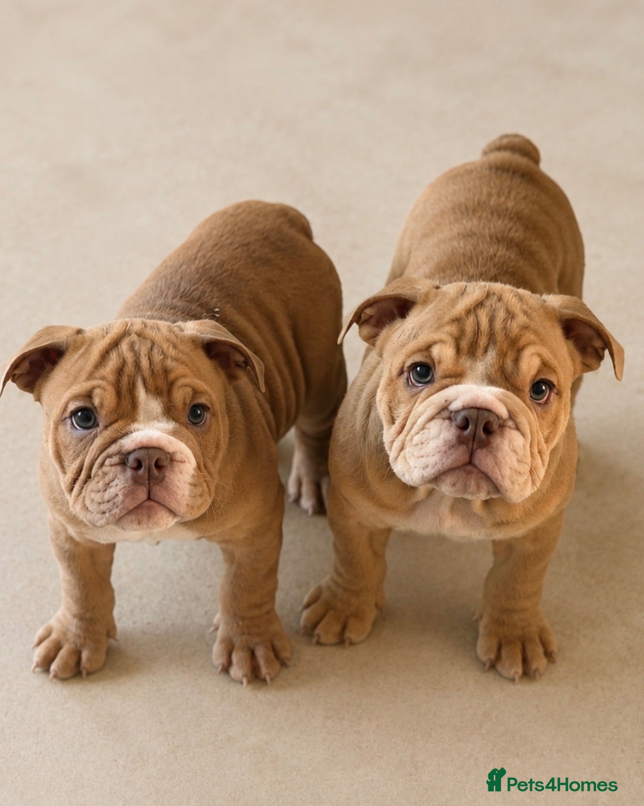 English Bulldog dogs English Bulldog Puppies  - Advert 6