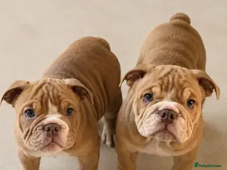 English Bulldog dogs English Bulldog Puppies - Advert 6