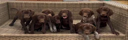 German Shorthaired Pointer dogs for sale: Beautiful KC GSP Puppies - Advert 1