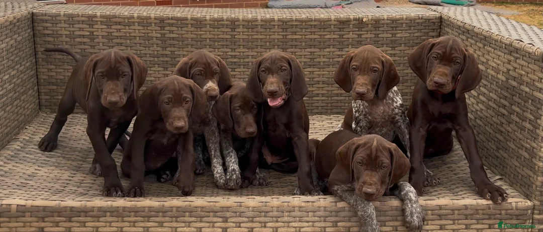 German Shorthaired Pointer dogs for sale: Beautiful KC GSP Puppies - Advert 1