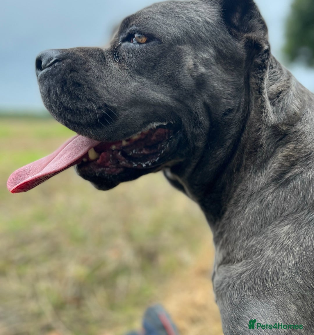 Cane Corso dogs for sale: Cane corso puppy’s  - Advert 7