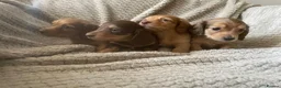 Miniature Dachshund dogs for sale: Qualiyy Miniature Long Haired Dachshunds in Bridgend - Advert 5
