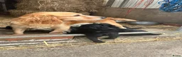 Cocker Spaniel dogs for sale: Working cocker spaniel  - Advert 3