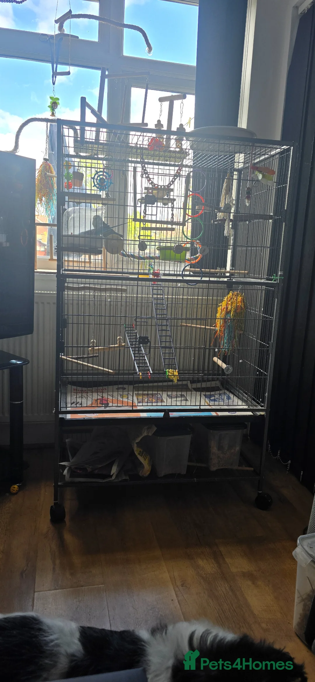 Budgerigars birds for sale: 2 Male Budgies and cage  in Romford - Advert 2
