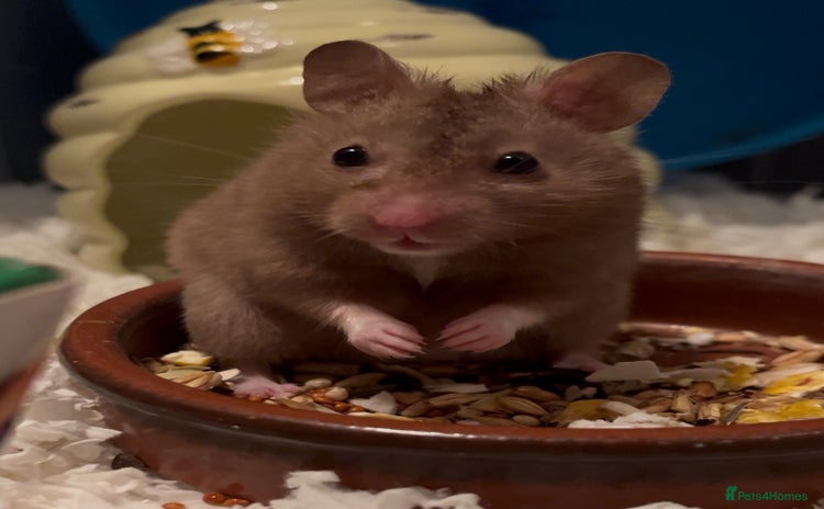 Hamster rodents in Bungay - Advert 9