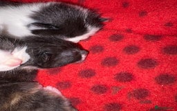Mixed Breed cats for sale: 3 unusual colored kittens  - Image 4
