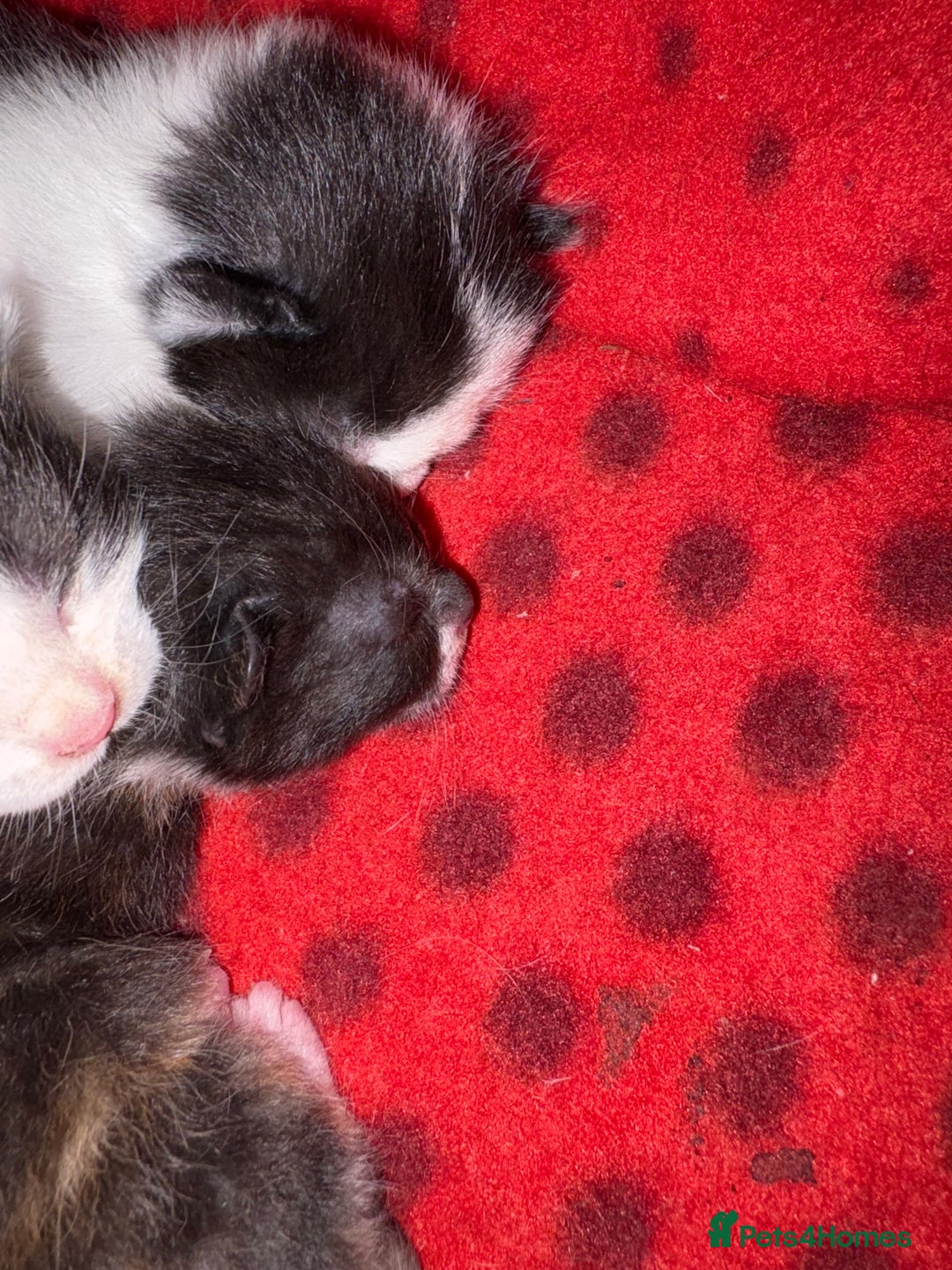 Mixed Breed cats for sale: 3 unusual colored kittens  - Image 4