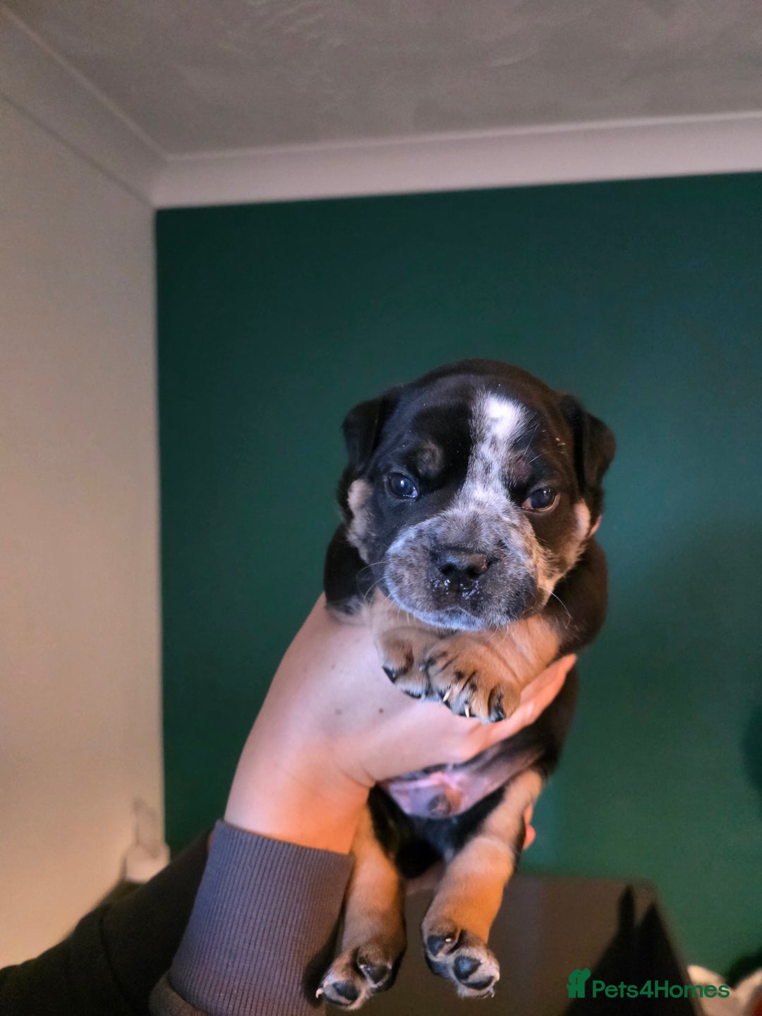 Olde English Bulldogge dogs for sale: Beautiful olde english Bulldogge pups  - Advert 24