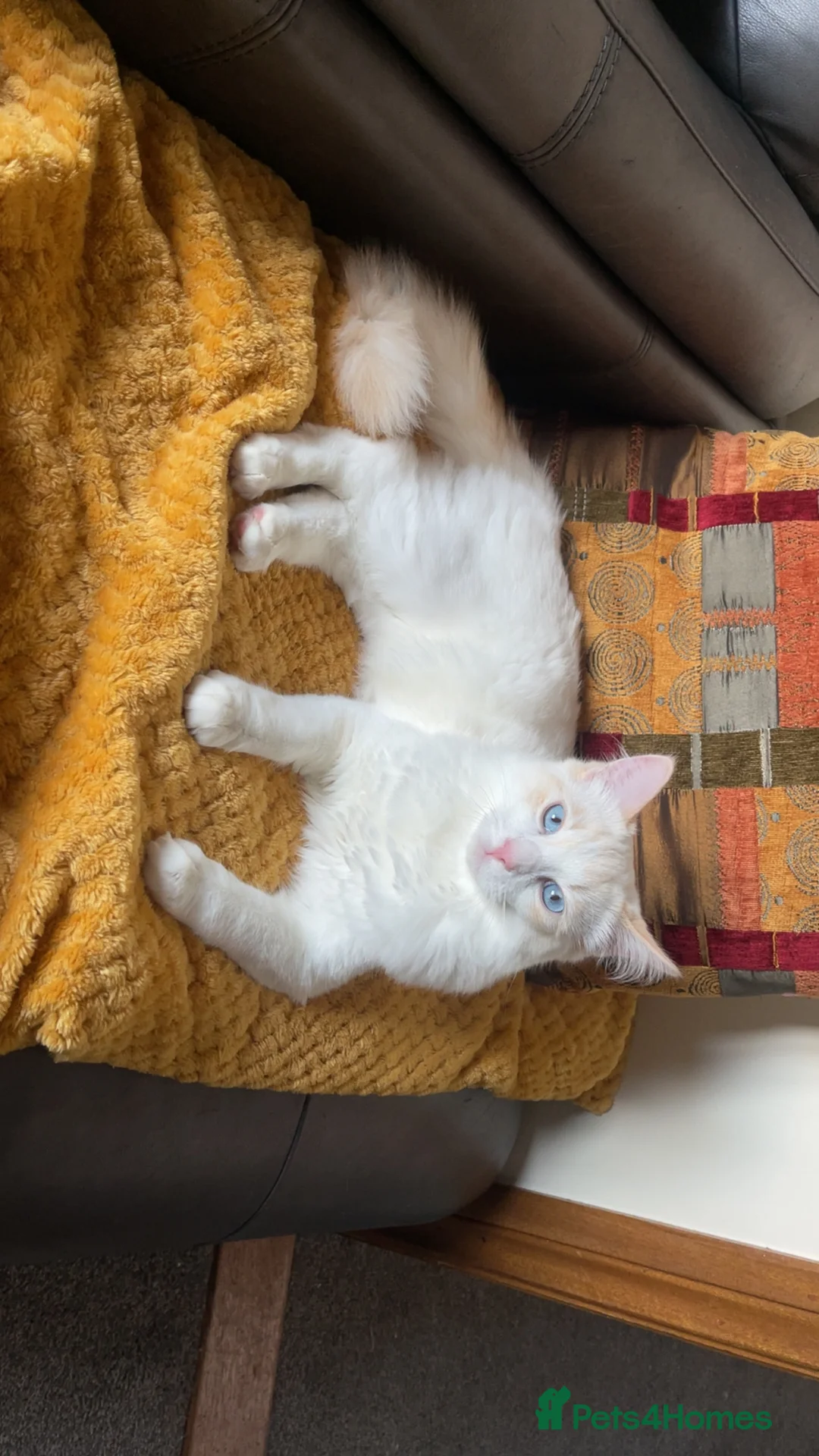 Ragdoll cats for sale: GCCF registered Ragdoll kittens purebred pedigree  - Advert 6