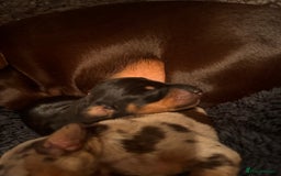 Miniature Dachshund dogs for sale: 🐾 miniature Dachshund females for sale🐾 - Image 3