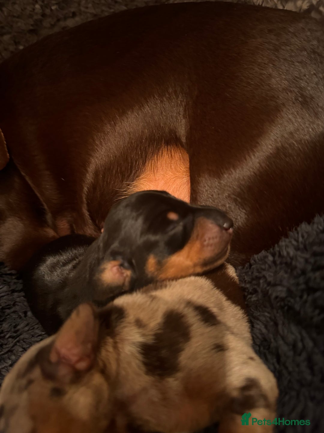 Miniature Dachshund dogs for sale: 🐾 miniature Dachshund females for sale🐾 - Image 3