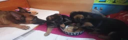 German Shepherd dogs for sale: German sheperd puppies Champion line - Advert 3
