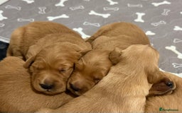 Golden Retriever dogs for sale: Dark Red Golden Retriever Pups  - Image 15