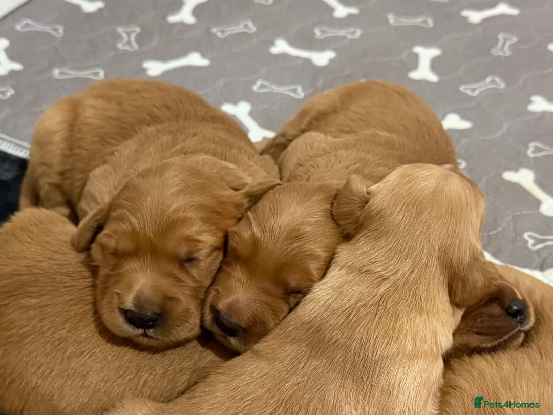 Golden Retriever dogs for sale: Dark Red Golden Retriever Pups  - Image 15