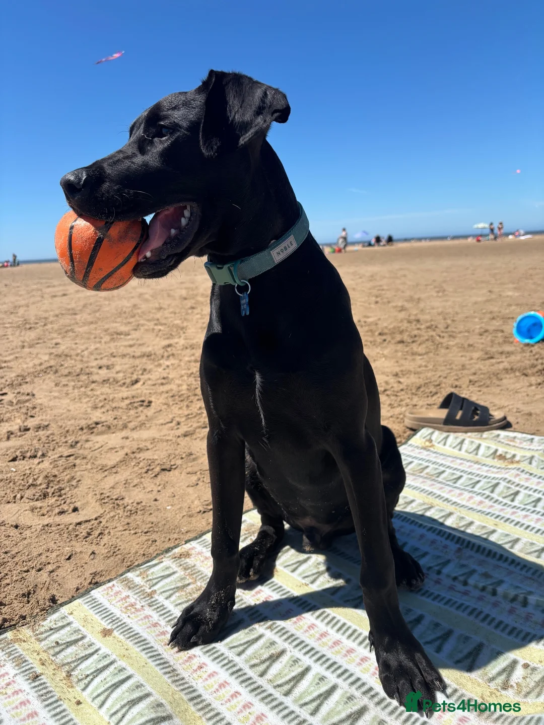Mixed Breed dogs for sale: Benji  in Bolton - Advert 13