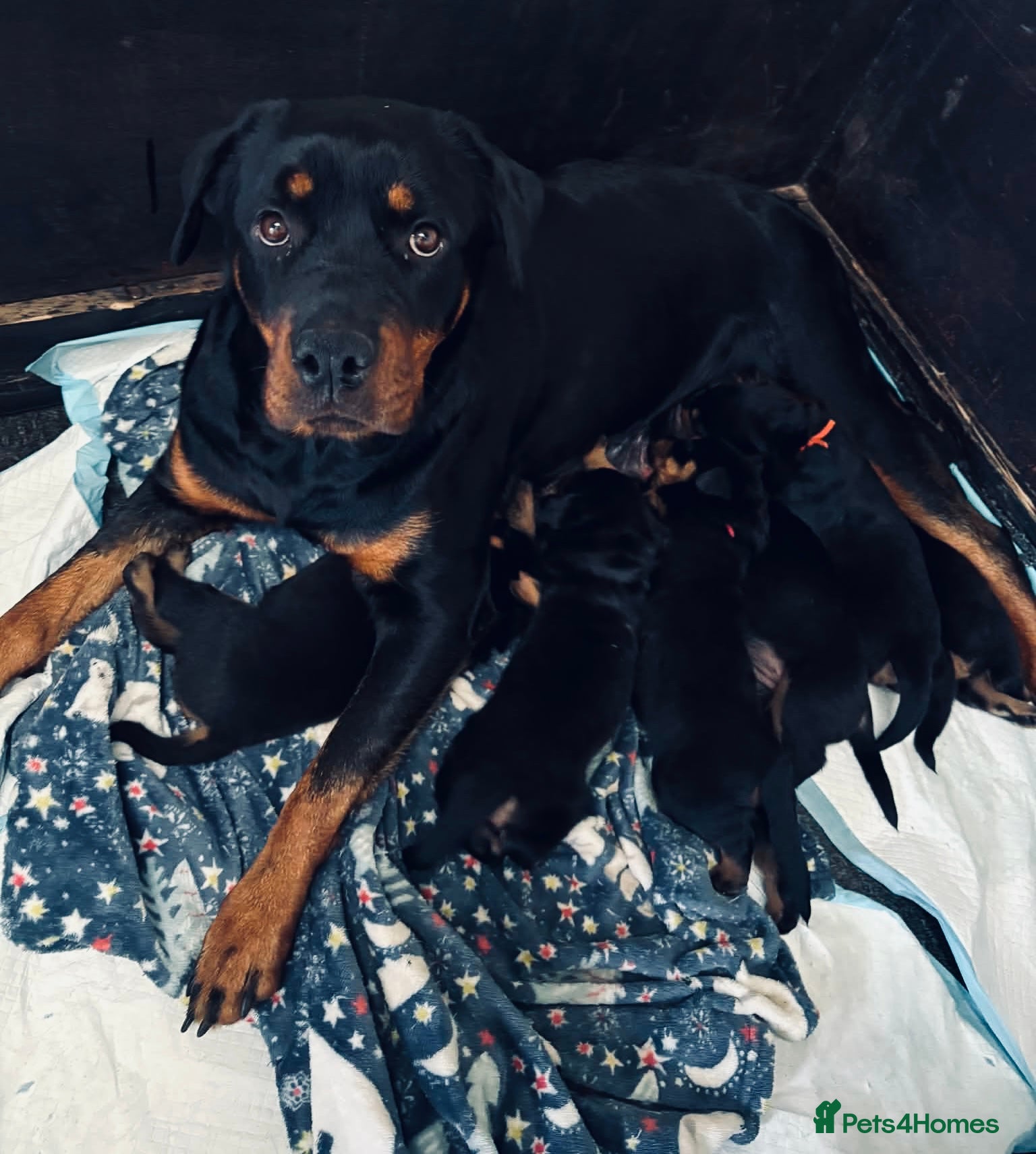 Rottweiler dogs Rottweiler pups - Advert 2