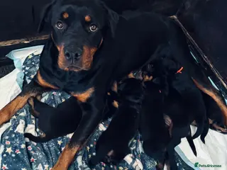 Rottweiler dogs Rottweiler pups - Advert 2