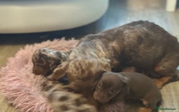 Miniature Dachshund dogs for sale: Adorable miniature dachshund  - Image 23