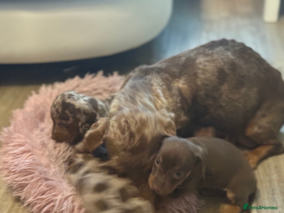 Miniature Dachshund dogs for sale: Adorable miniature dachshund  - Image 23