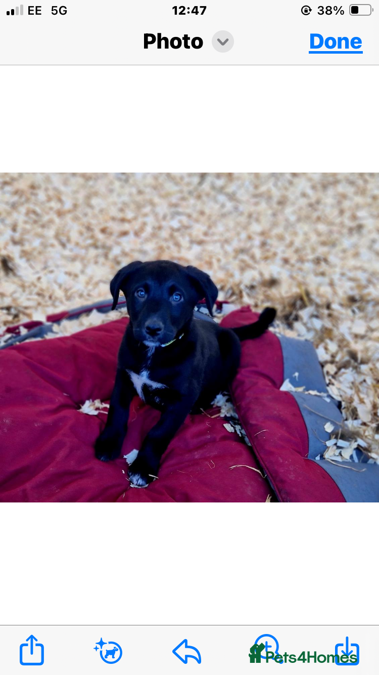 Borador dogs Gorgeous Bordador Boy - Advert 1