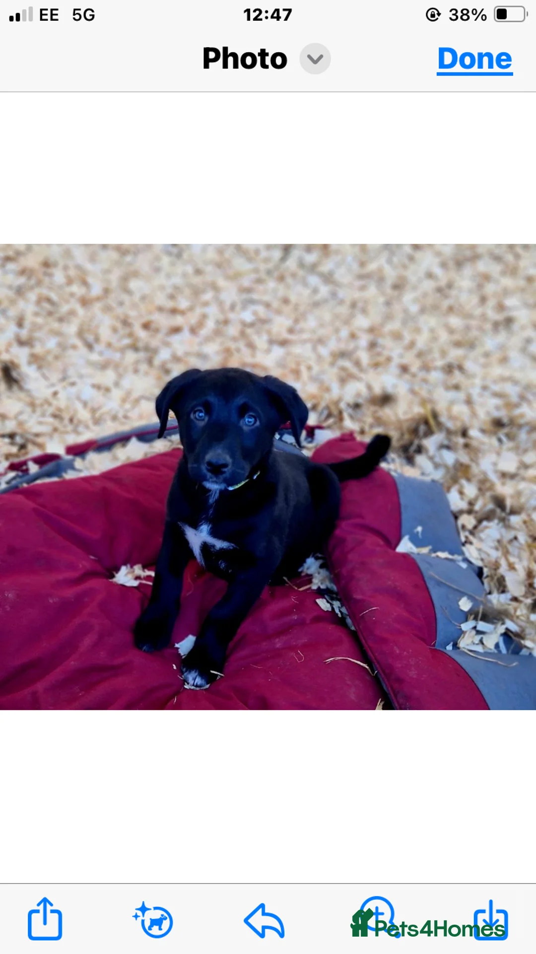 Borador dogs for sale: Gorgeous Bordador Boy in Scarborough - Advert 1