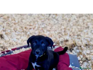 Borador dogs Gorgeous Bordador Boy - Advert 1