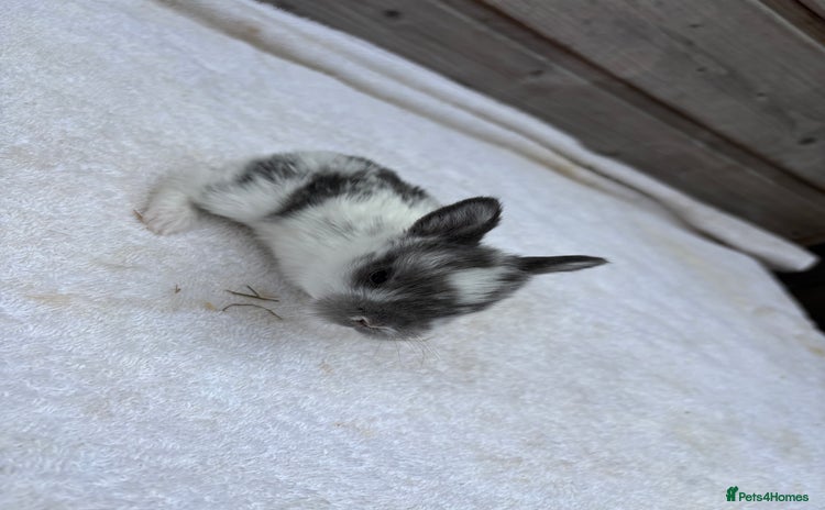 Mini Lop rabbits - Advert 5