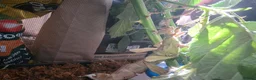 Stick Insects invertebrates for sale: Colony of Macleay's spectres - Advert 11