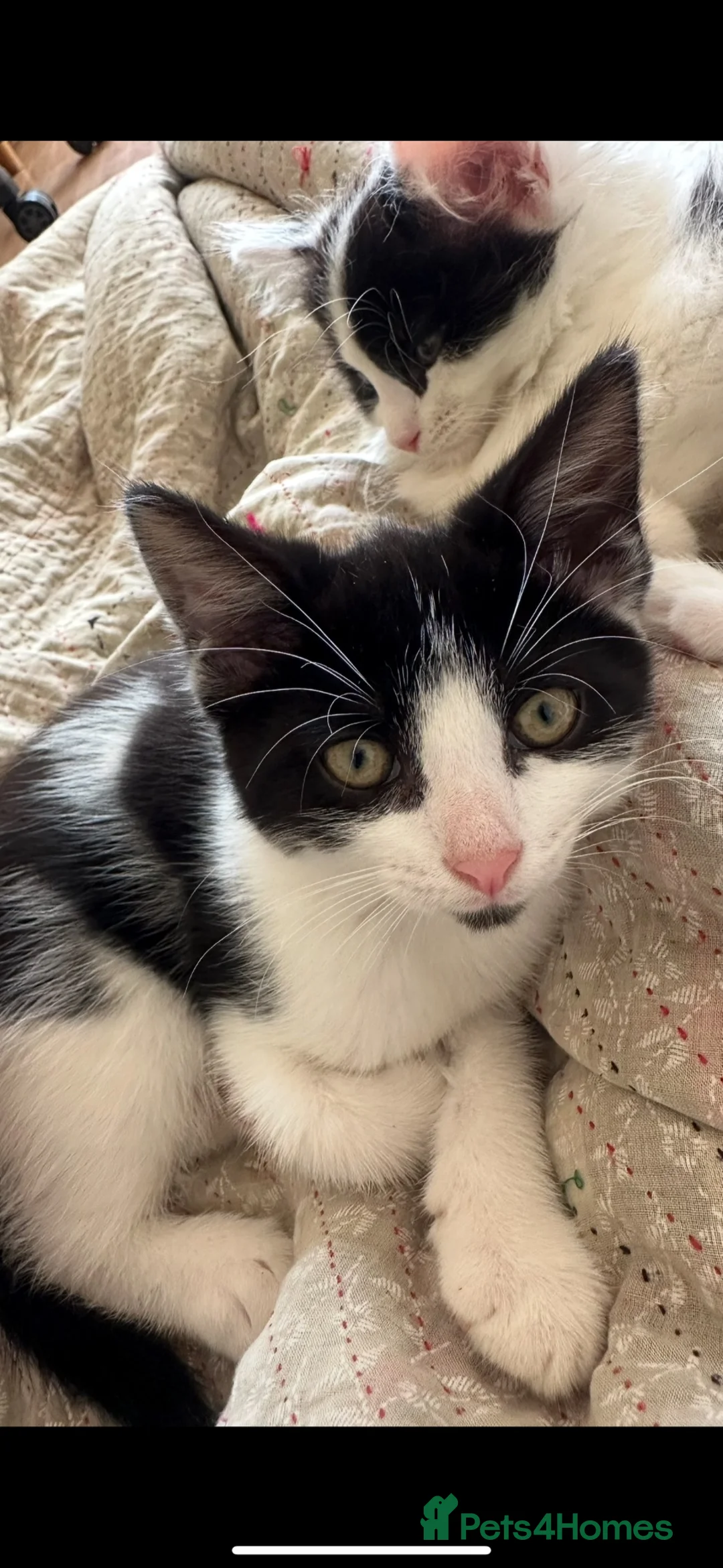 Ragdoll cats for sale: Extremely affectionate kittens for sale - Advert 7