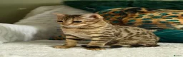 Bengal cats for sale: Stunning beautiful bengal kittens  - Advert 6