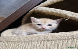 Scottish Fold cats for sale: Scottish fold kittens with straight ears - Advert 18