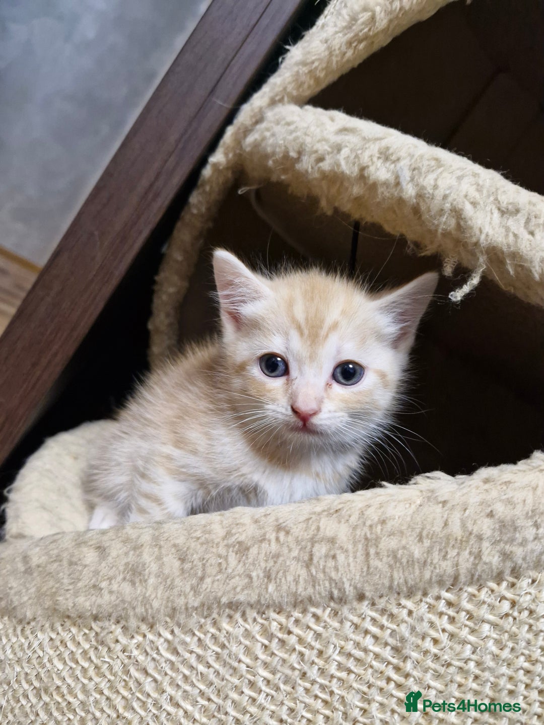 Scottish Fold cats for sale: Scottish fold kittens with straight ears - Advert 18