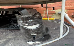 British Shorthair cats for sale: Cats for sale - Image 16