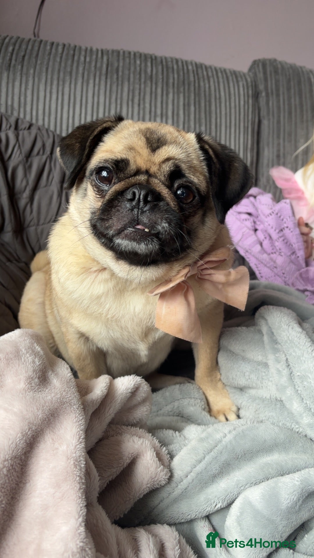 Pug dogs Tilly  - Advert 6