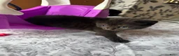Mixed Breed cats for sale: Kittens - Advert 4