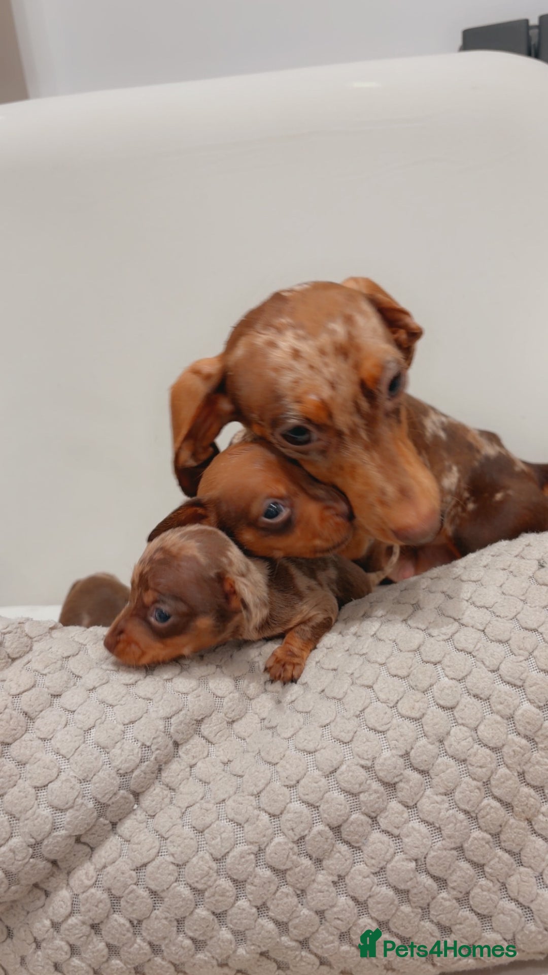 Dachshund dogs for sale: Sausage dog puppys - Advert 11