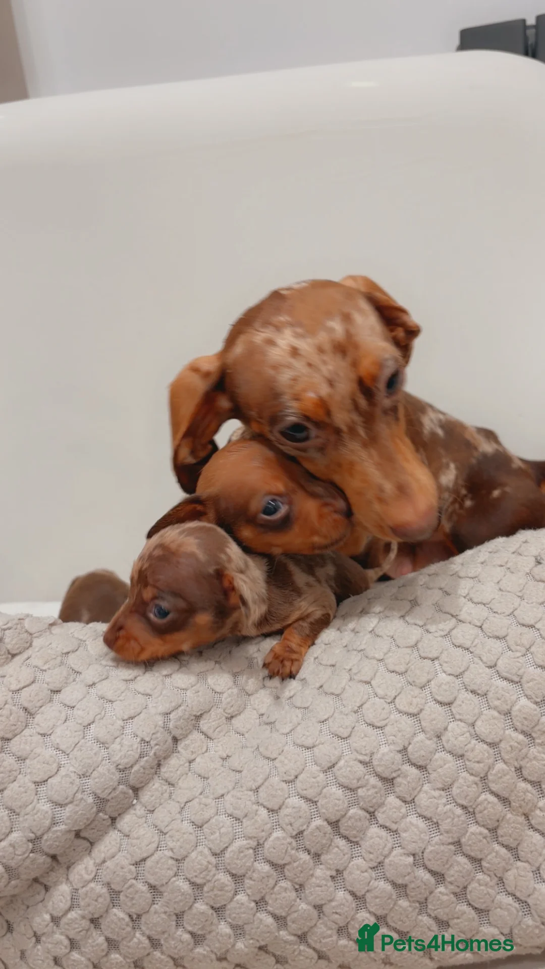 Dachshund dogs for sale: Sausage dog puppys - Advert 11