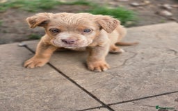 Olde English Bulldogge dogs for sale: Old english bulldoggee mammut/mammoth - Image 25